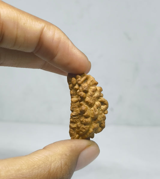 1 mukhi rudraksha original