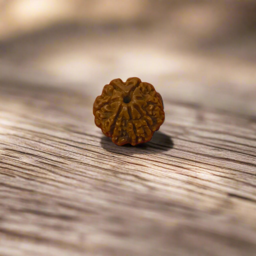7 mukhi rudraksha nepal