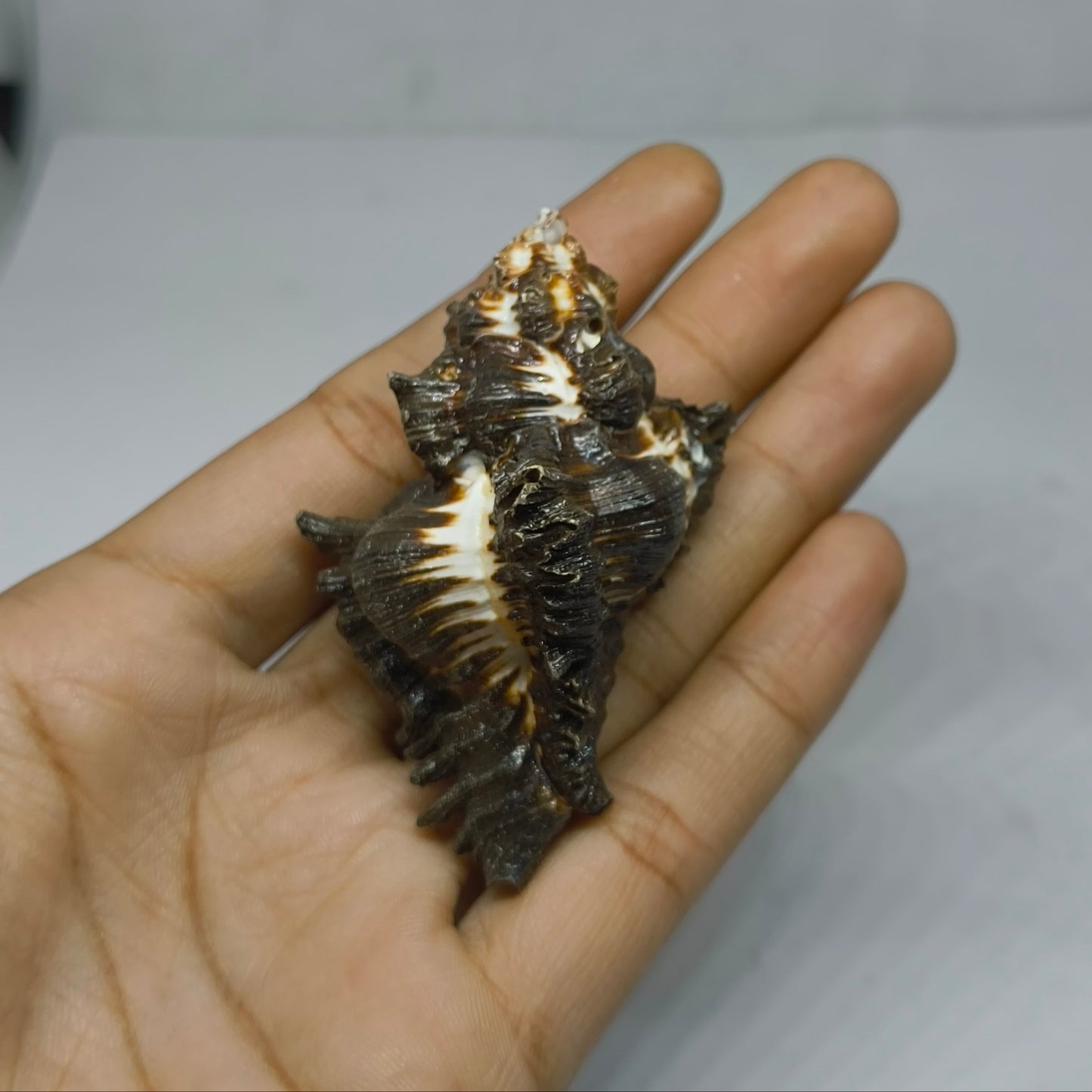 shanki shankh seashell