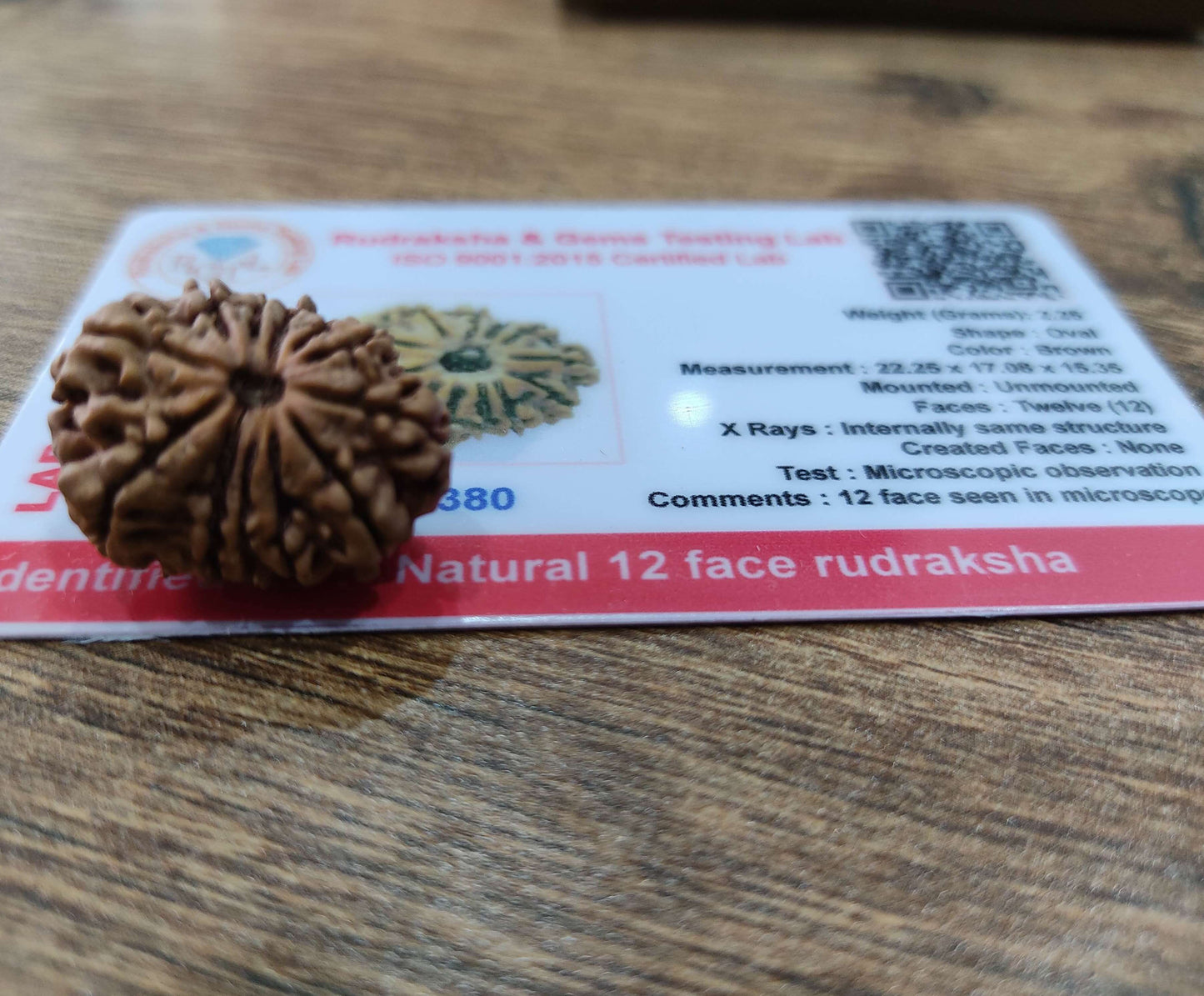 12 Mukhi face Nepali Rudraksh