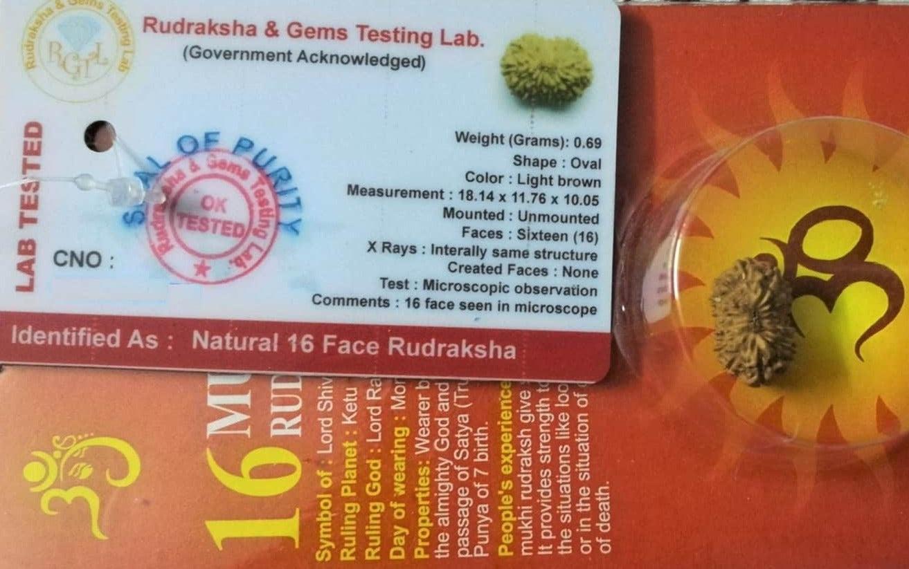 16 mukhi faced rudraksha