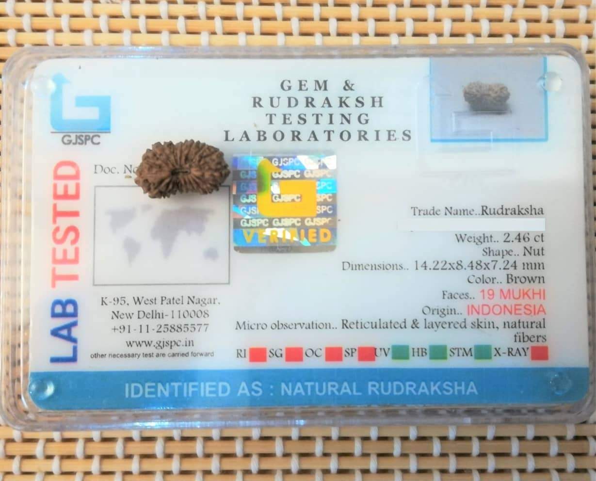 19 mukhi face Rudraksha
