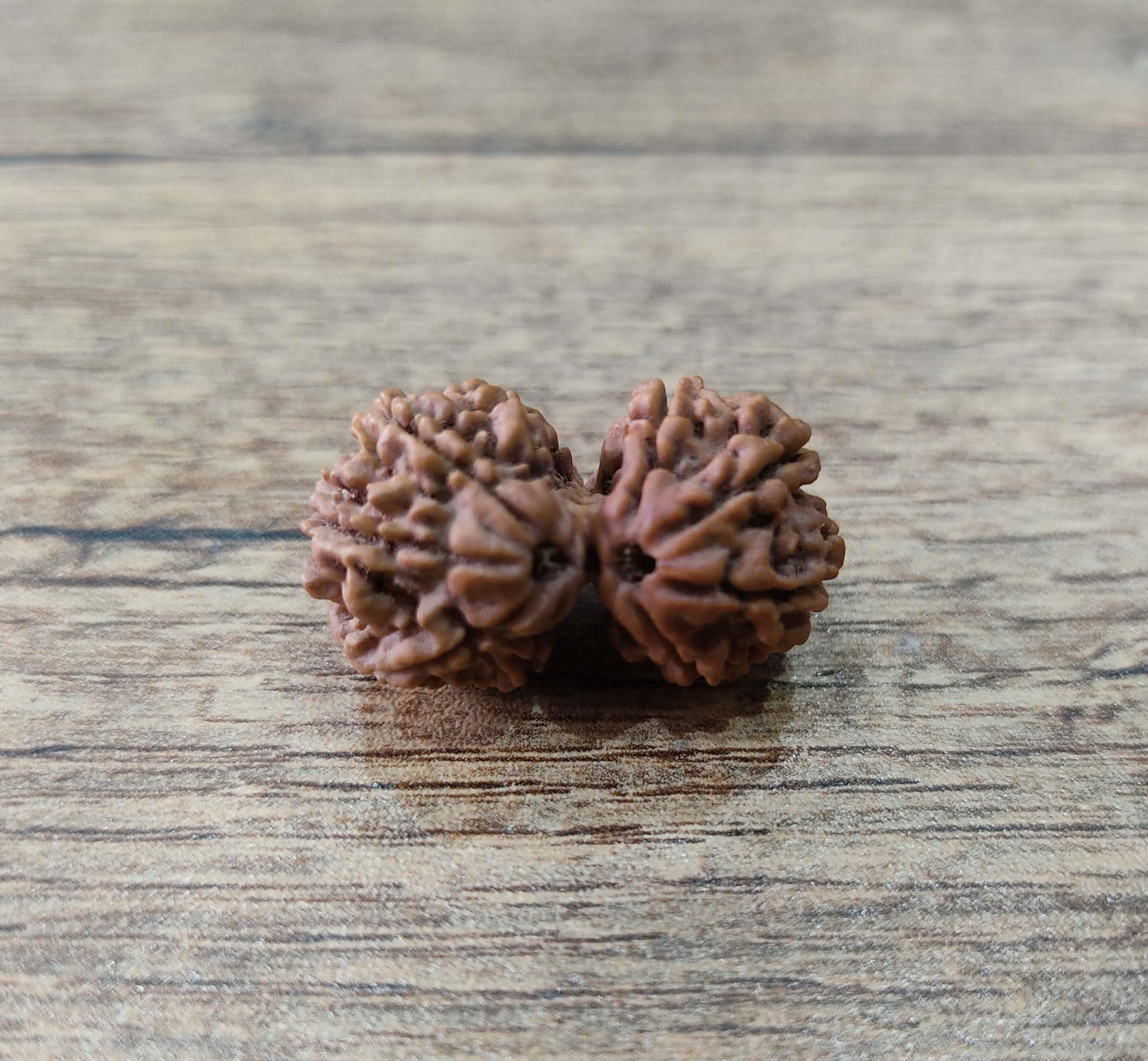Gaurishankar Rudraksha nepal