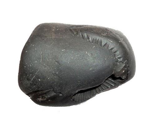 Shaligram Laxmi Narsimha