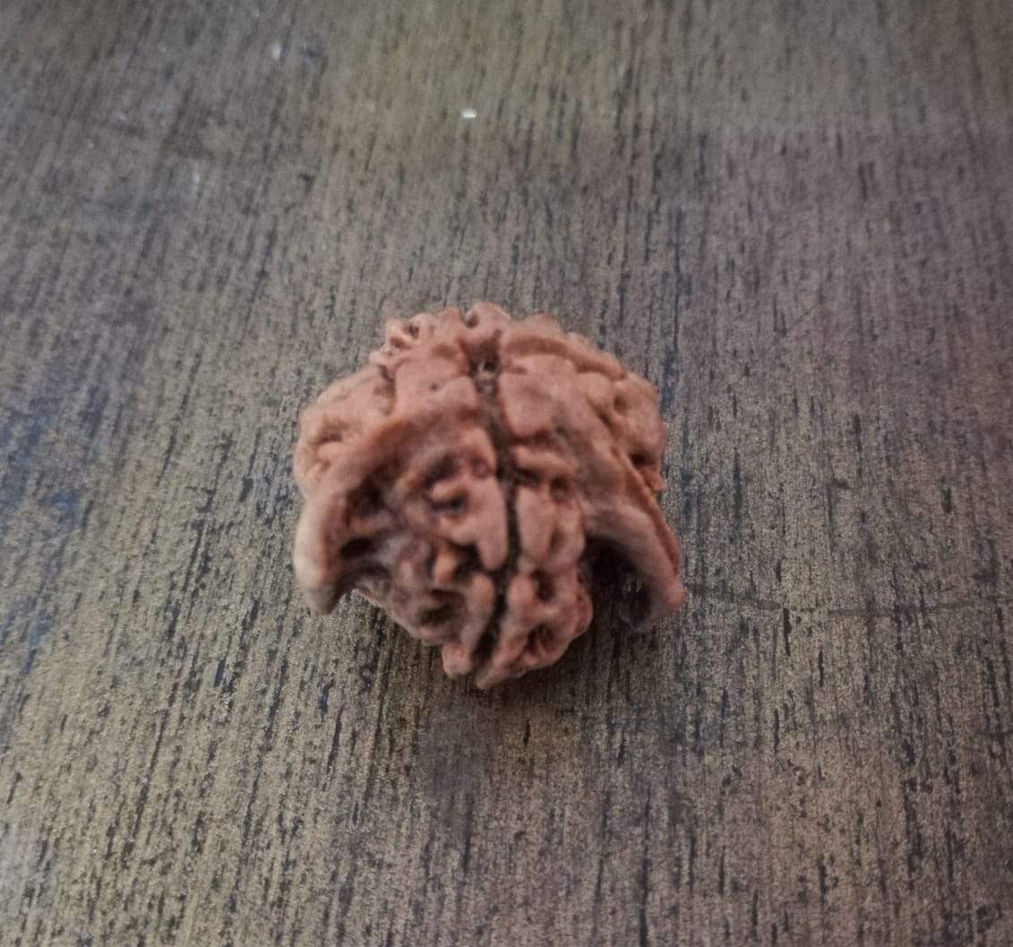 Ganesh Nandi rudraksha
