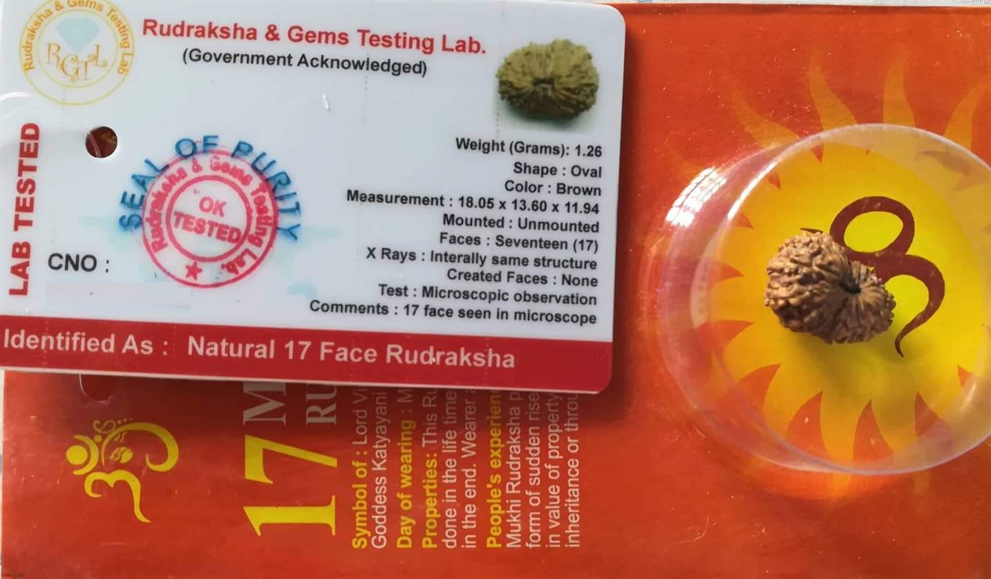 17 Mukhi face Rudraksha