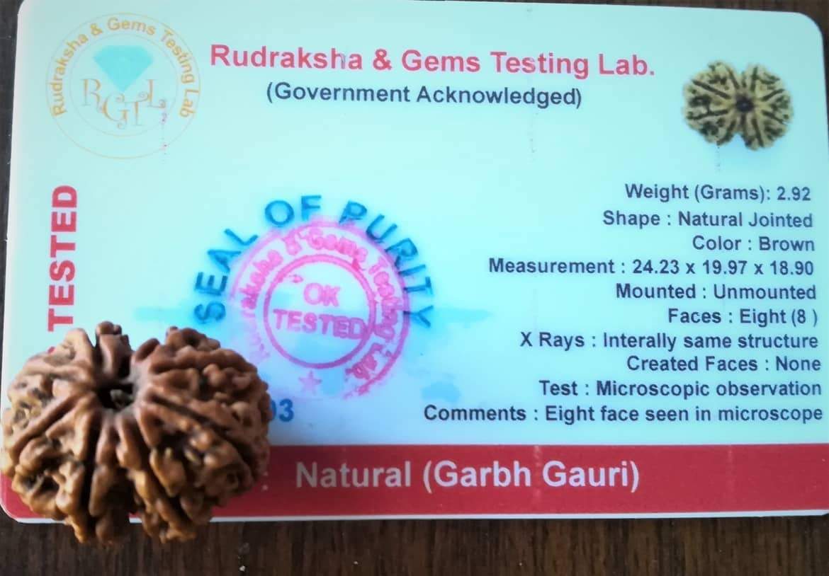 Garbh Gauri Rudraksha - Nepali - Kalyanastrogems