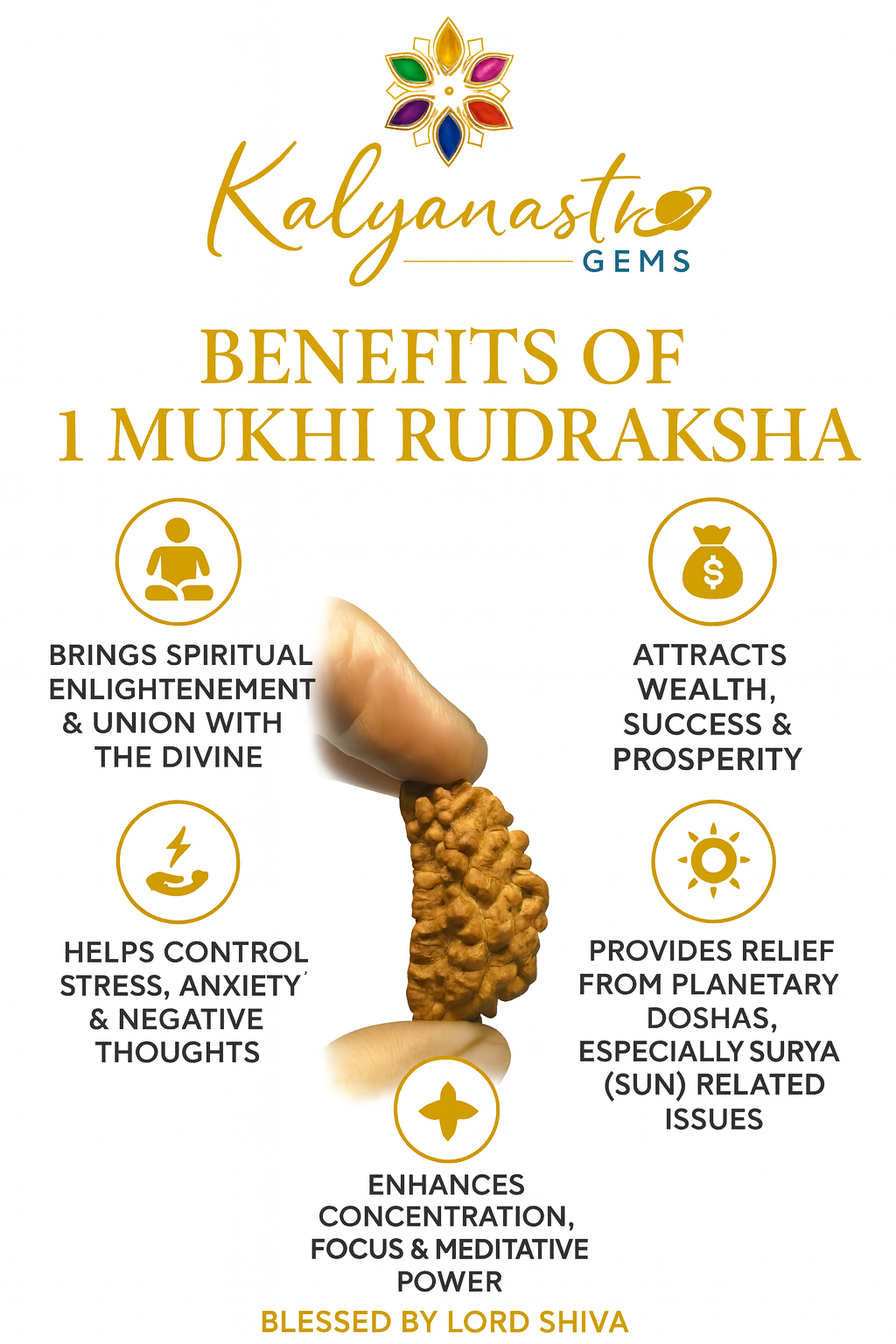 1 Mukhi Rudraksha Certified Original bead