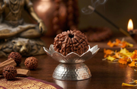10 Mukhi Rudraksha (Certified Nepal)