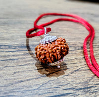 11 Mukhi Certified Rudraksha (Nepali origin)