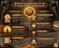 12 Mukhi Rudraksha Certified (Nepali origin)