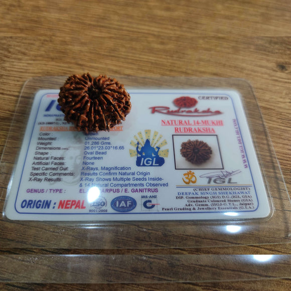 14 mukhi nepali rudraksha