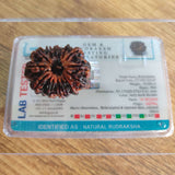 14 mukhi nepali rudraksha collector