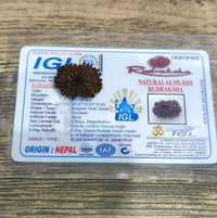 14 Mukhi Certified Rudraksha (Nepal) - Kalyanastrogems