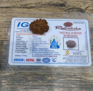 14 mukhi nepali rudraksha