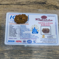 14 Mukhi Certified Rudraksha (Nepal) - Kalyanastrogems