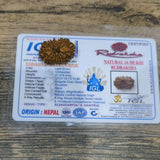 14 Mukhi Certified Rudraksha (Nepal)