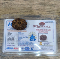 14 Mukhi Certified Rudraksha (Nepal) - Kalyanastrogems