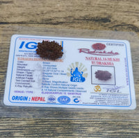 14 Mukhi Certified Rudraksha (Nepal) - Kalyanastrogems