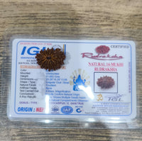 14 Mukhi Certified Rudraksha (Nepal) - Kalyanastrogems
