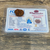 14 Mukhi Certified Rudraksha (Nepal) - Kalyanastrogems