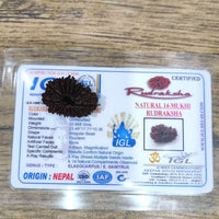 14 Mukhi Certified Rudraksha (Nepal) - Kalyanastrogems