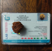 14 Mukhi Certified Rudraksha (Nepal) - Kalyanastrogems