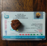 14 Mukhi Certified Rudraksha (Nepal)