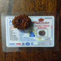 14 Mukhi Certified Rudraksha (Nepal) - Kalyanastrogems