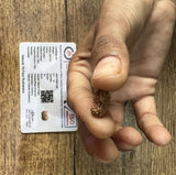 19 Mukhi Certified Rudraksha (Indonesian Java)