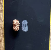 19 Mukhi Certified Rudraksha (Indonesian Java) - Kalyanastrogems