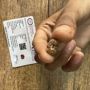 19 Mukhi Certified Rudraksha (Indonesian Java)