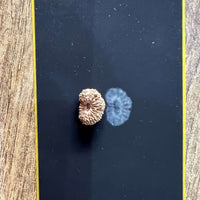 19 Mukhi Certified Rudraksha (Indonesian Java) - Kalyanastrogems