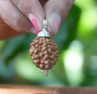 2 mukhi rudraksha with silver cap