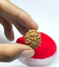 2 mukhi original rudraksha