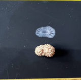 20 Mukhi Certified Rudraksha (Indonesian Java)