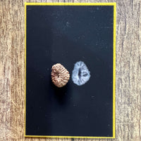 20 Mukhi Certified Rudraksha (Indonesian Java) - Kalyanastrogems