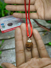 3 mukhi nepali rudraksha for wearing
