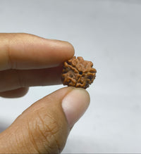 3 mukhi original nepali rudraksha