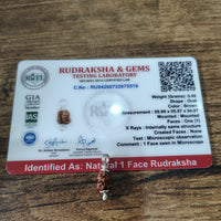 1 Mukhi Rudraksha (Indonesian Java)