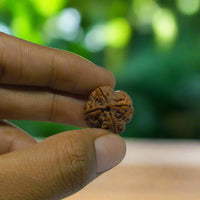 4 mukhi original rudraksha