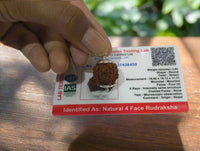 4 Mukhi Certified Rudraksha Nepal - Kalyanastrogems