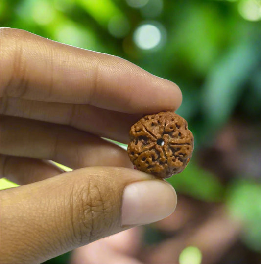 5 mukhi nepali rudraksha original