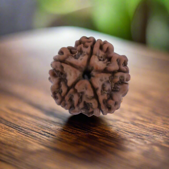 5 Mukhi Certified Rudraksha Nepal