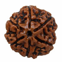 6 Mukhi Certified Rudraksh Nepal - Kalyanastrogems