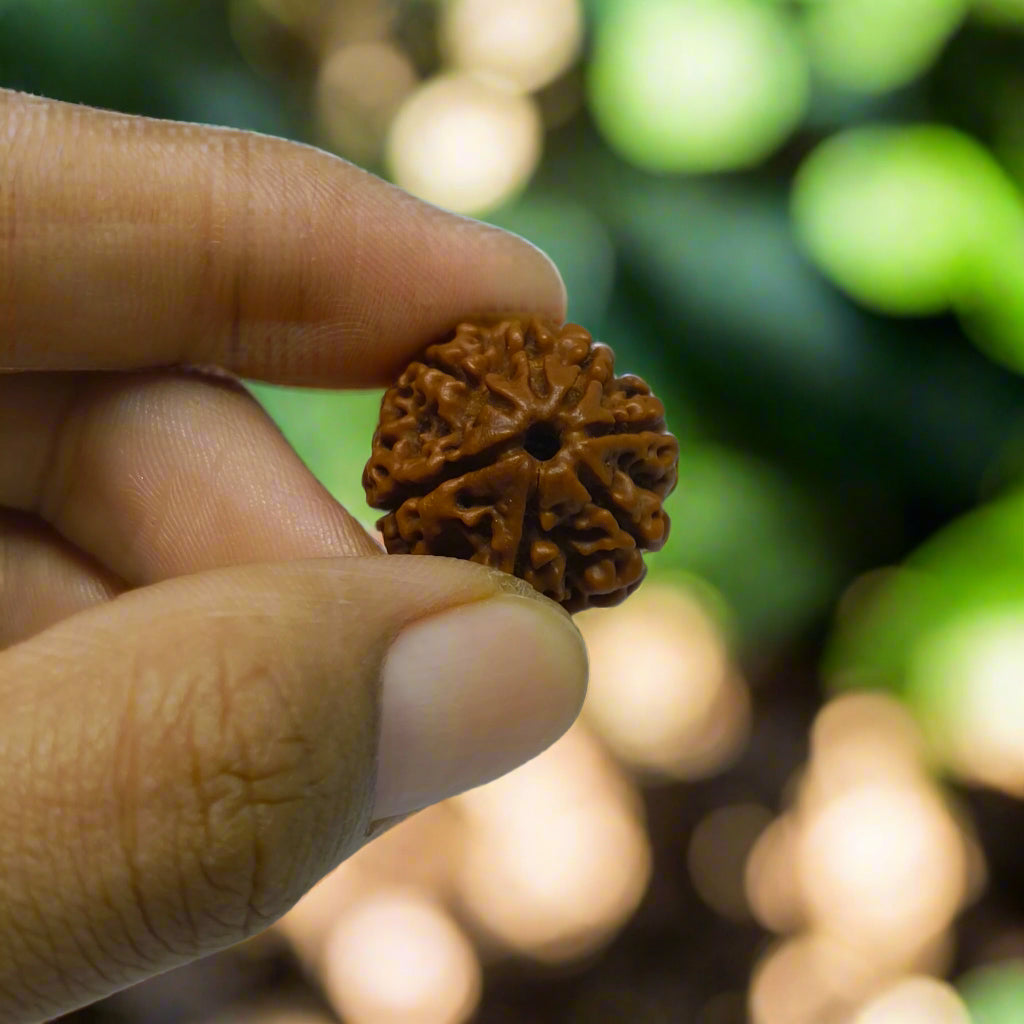 7 mukhi nepal rudraksha