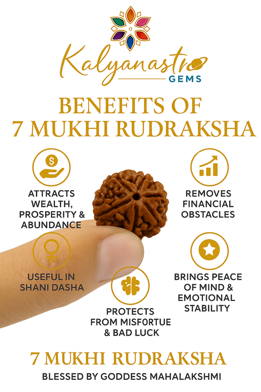 7 Mukhi Certified Rudraksh Nepal original