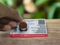 7 mukhi rudraksha in silver cap for wearing