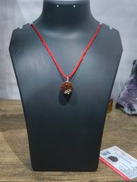 7 Mukhi Certified Rudraksh Nepal - Kalyanastrogems