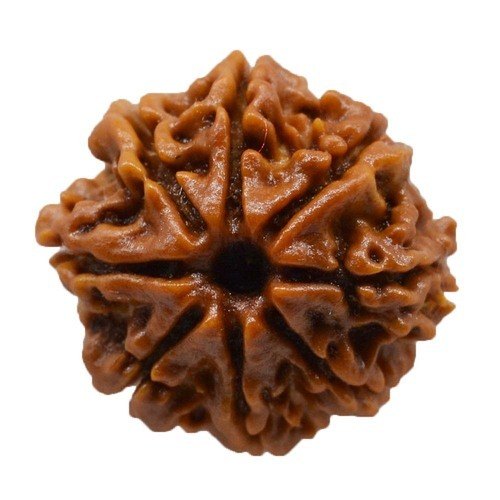 8 Mukhi Certified Rudraksha (Nepali Origin)